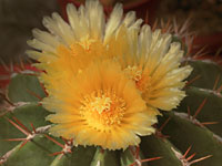 Ferocactus schwarzii